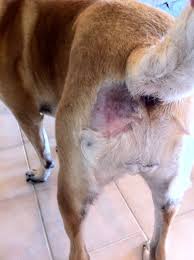 problems anal treatment dog sac